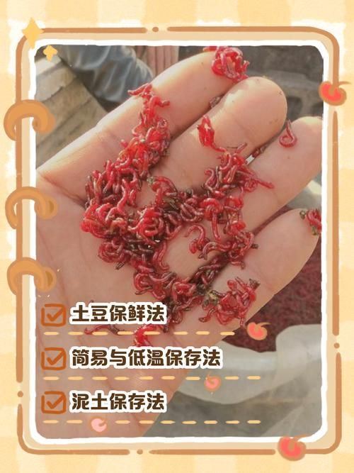 如何科學(xué)投喂面包蟲和紅蟲，科學(xué)投喂面包蟲和紅蟲的科學(xué)投喂面包蟲和紅蟲的科學(xué)投喂方法