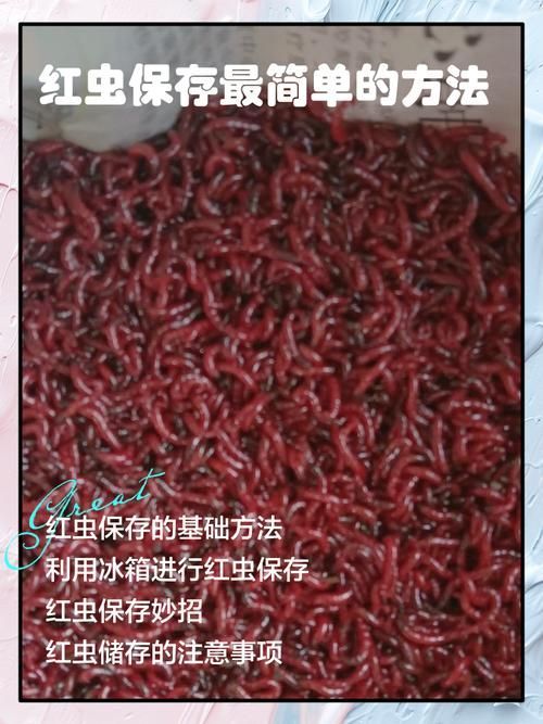 如何科學(xué)投喂面包蟲和紅蟲，科學(xué)投喂面包蟲和紅蟲的科學(xué)投喂面包蟲和紅蟲的科學(xué)投喂方法
