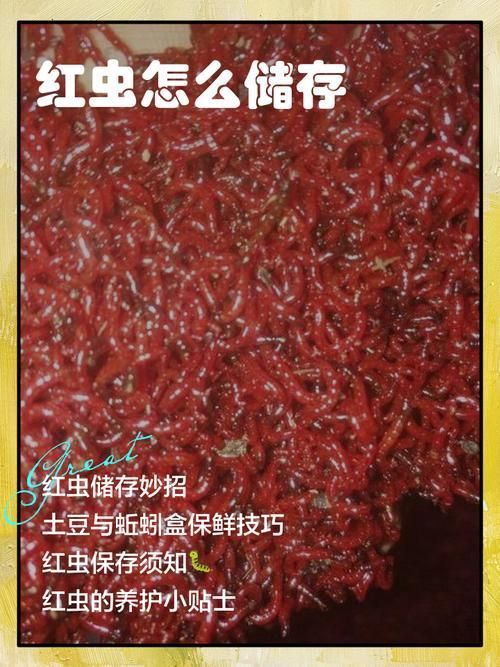 如何科學(xué)投喂面包蟲和紅蟲，科學(xué)投喂面包蟲和紅蟲的科學(xué)投喂面包蟲和紅蟲的科學(xué)投喂方法
