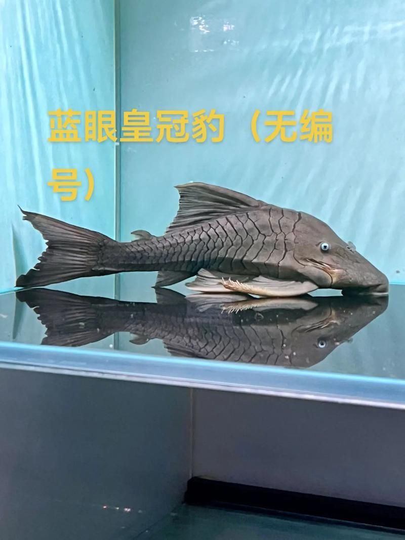 祥龍魚(yú)場(chǎng)提供哪些類(lèi)型的皇冠豹