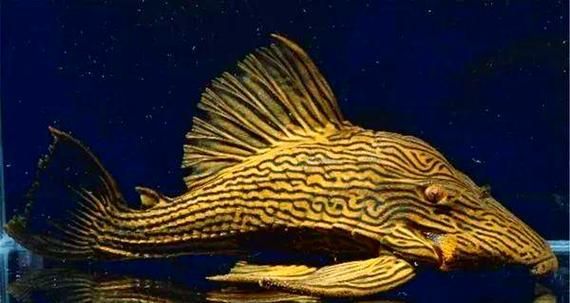 祥龍魚(yú)場(chǎng)提供哪些類(lèi)型的皇冠豹