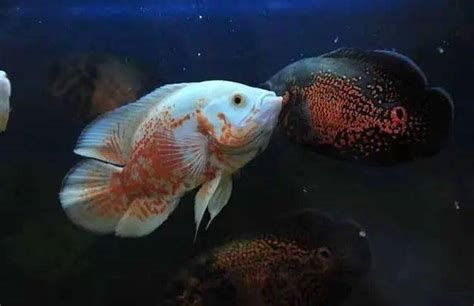 龍魚體表細(xì)菌感染圖解,關(guān)于龍魚體表細(xì)菌感染的詳細(xì)圖解與防治指南 龍魚百科 第1張 龍魚體表細(xì)菌感染圖解,關(guān)于龍魚體表細(xì)菌感染的詳細(xì)圖解與防治指南 龍魚體表細(xì)菌感染圖解,關(guān)于龍魚體表細(xì)菌感染的詳細(xì)圖解與防治指南 龍魚百科 第1張