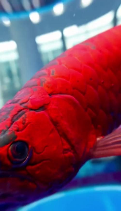 2025年龍魚大賽的獲獎名單何時公布，2025年長城杯世界龍魚大賽獲獎名單公布時間