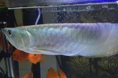 龍魚增色的最佳水溫是多少？，魚增色的最佳水溫通常在28℃到29℃之間的詳解及科學原理 龍魚增色的最佳水溫是多少？，魚增色的最佳水溫通常在28℃到29℃之間的詳解及科學原理 龍魚百科
