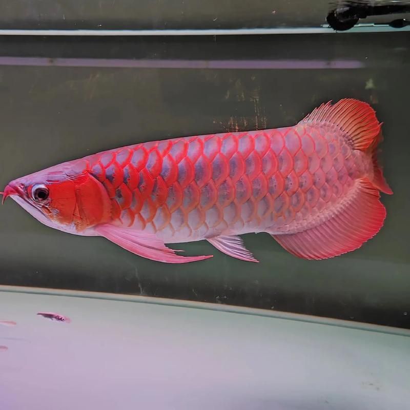 有沒有泗水龍魚的圖片庫可以參考，泗水龍魚圖片庫