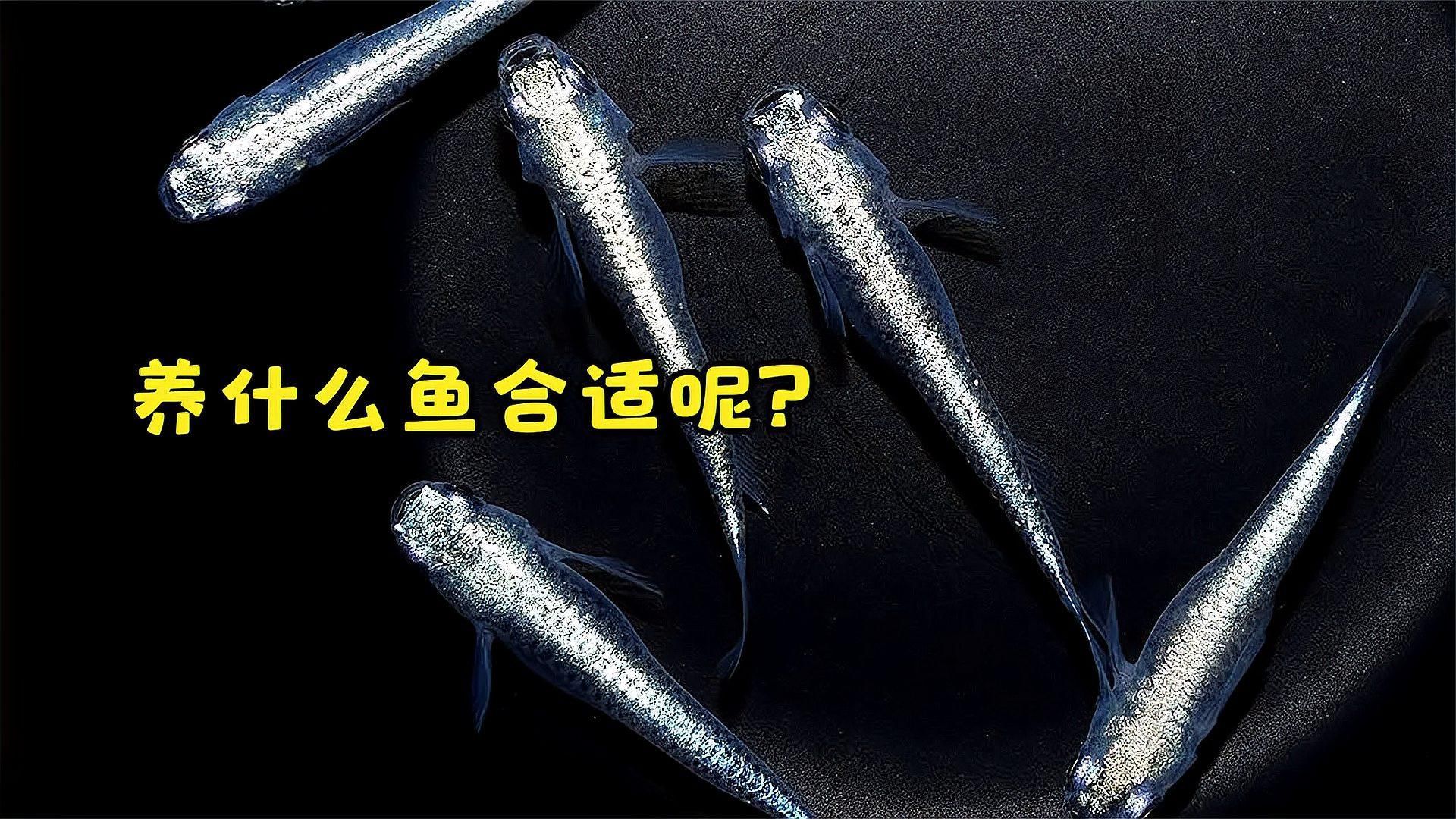 如何選擇適合共養的魚種，共養魚種的選擇 如何選擇適合共養的魚種，共養魚種的選擇 龍魚百科 第1張