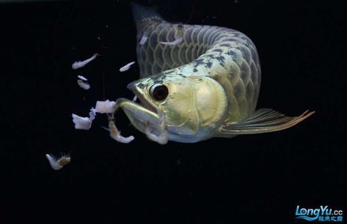 如何判斷龍魚是否適合吃活魚？，如何判斷龍魚是否適合吃活魚