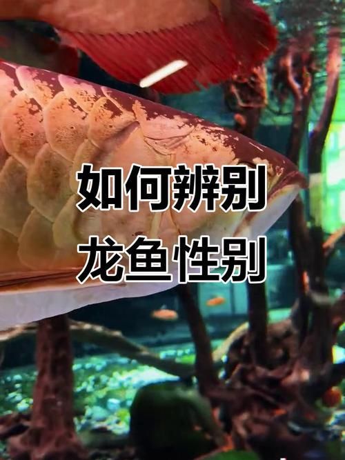 給我一些鑒別真假盤山龍魚的圖片，如何鑒別盤山龍魚的真偽？ 給我一些鑒別真假盤山龍魚的圖片，如何鑒別盤山龍魚的真偽？ 龍魚百科 第4張