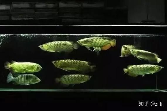 給我一些鑒別真假盤山龍魚的圖片，如何鑒別盤山龍魚的真偽？ 給我一些鑒別真假盤山龍魚的圖片，如何鑒別盤山龍魚的真偽？ 龍魚百科 第8張