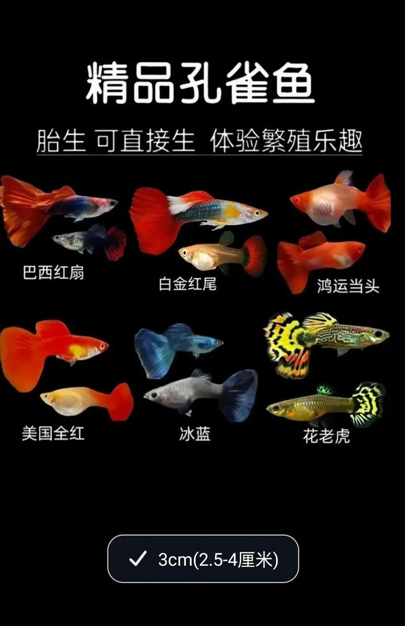 龍魚和鳳魚的市場價格是多少？，養魚日記祝大家年年有魚魚龍魚全民小視頻龍魚價格揭秘