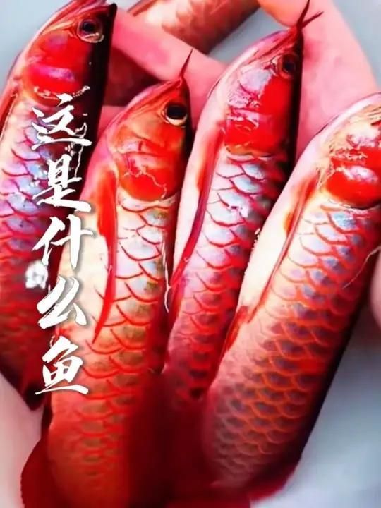 龍魚和鳳魚的市場價格是多少？，養魚日記祝大家年年有魚魚龍魚全民小視頻龍魚價格揭秘