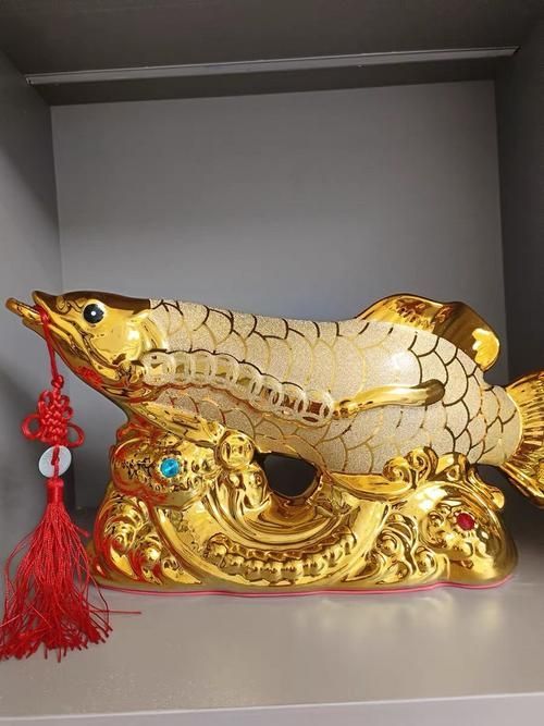 請提供幾張金龍魚高端產品的圖片，金龍魚高端產品