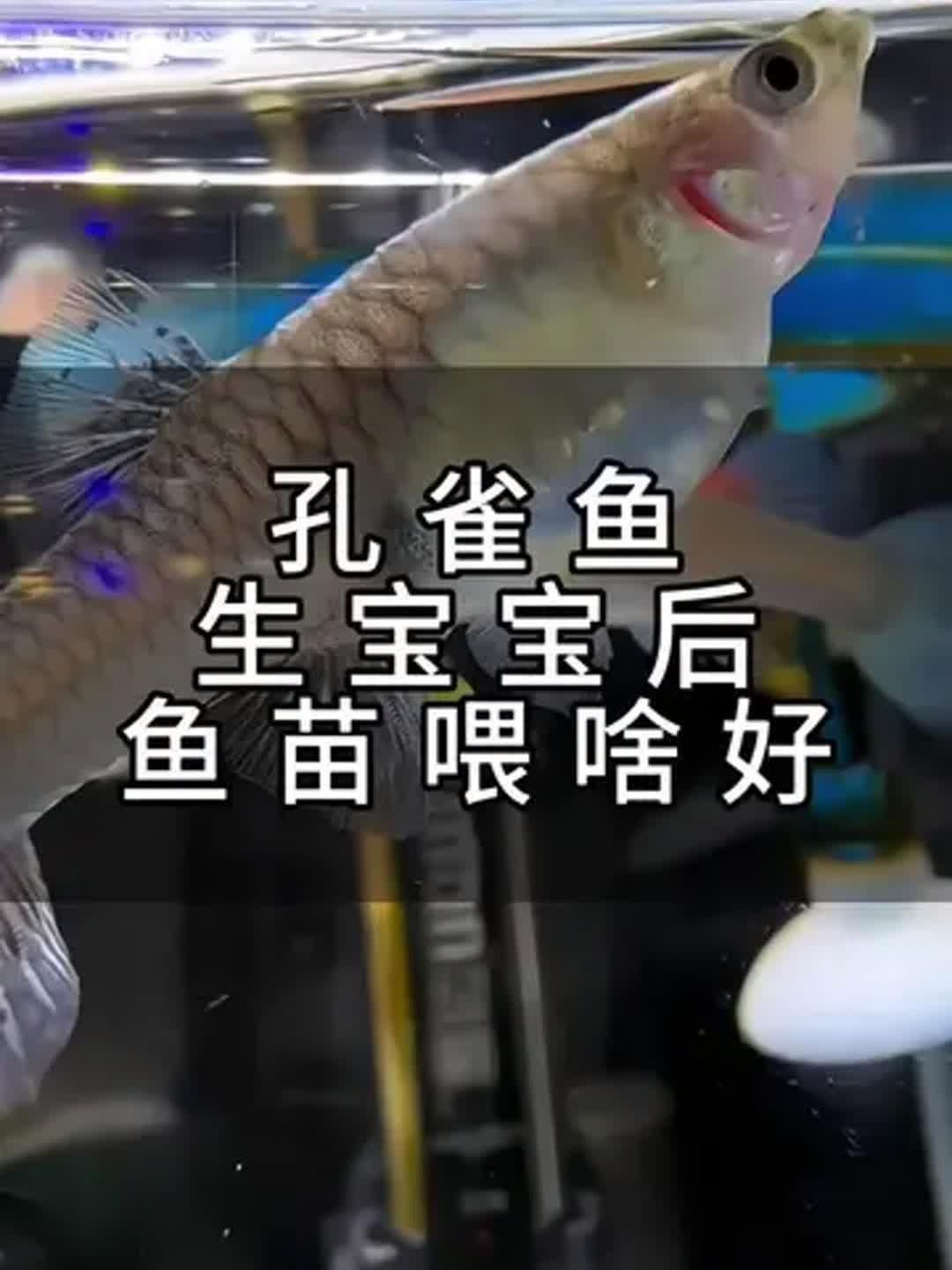 孔雀魚幼魚的最佳飼料是什么，孔雀魚幼魚喂養時間表 孔雀魚幼魚的最佳飼料是什么，孔雀魚幼魚喂養時間表 龍魚百科