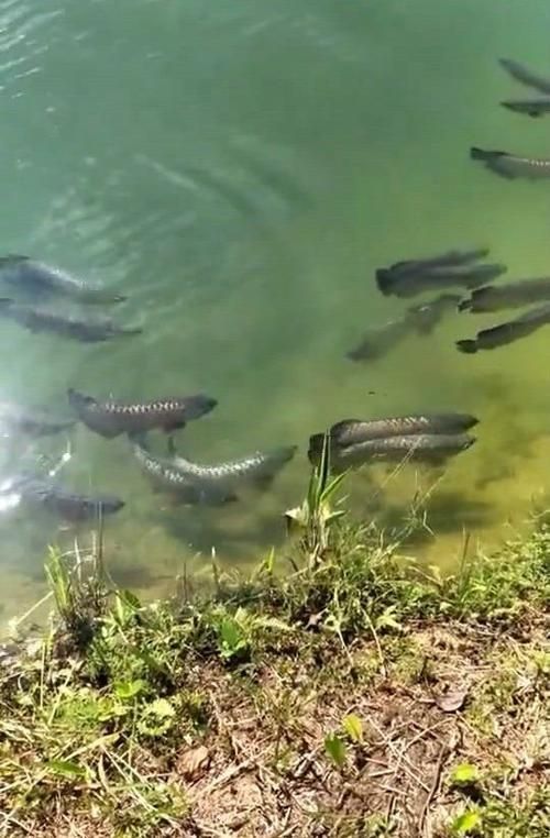 江口龍魚有哪些功效，關于江口龍魚 江口龍魚有哪些功效，關于江口龍魚 龍魚百科 第3張