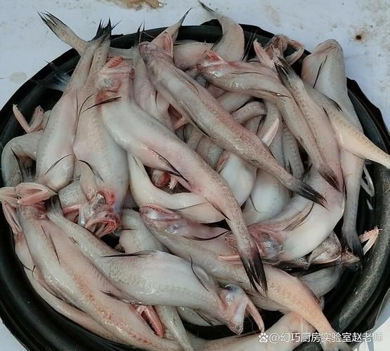 江口龍魚有哪些功效，關于江口龍魚 江口龍魚有哪些功效，關于江口龍魚 龍魚百科 第2張
