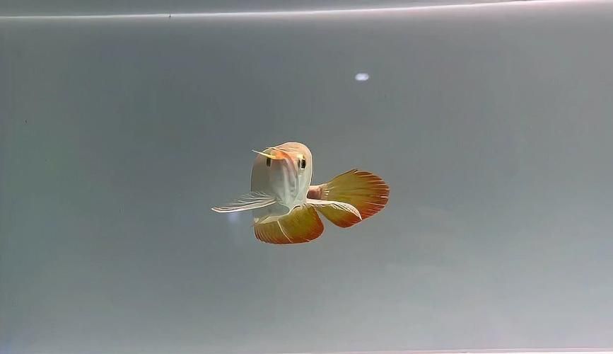 赫舞紅龍魚的價格范圍是多少？，赫舞紅龍魚價格