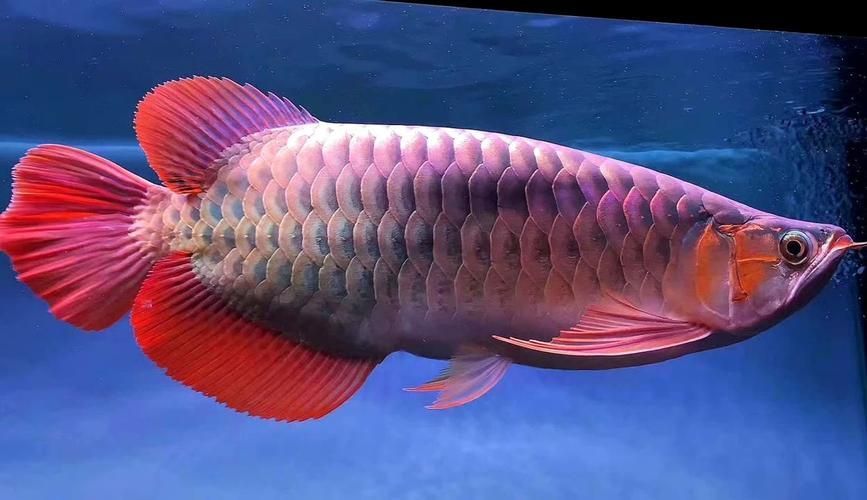赫舞紅龍魚的價格范圍是多少？，赫舞紅龍魚價格