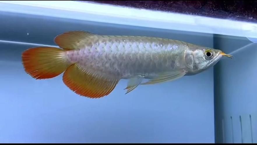 赫舞紅龍魚的價格范圍是多少？，赫舞紅龍魚價格