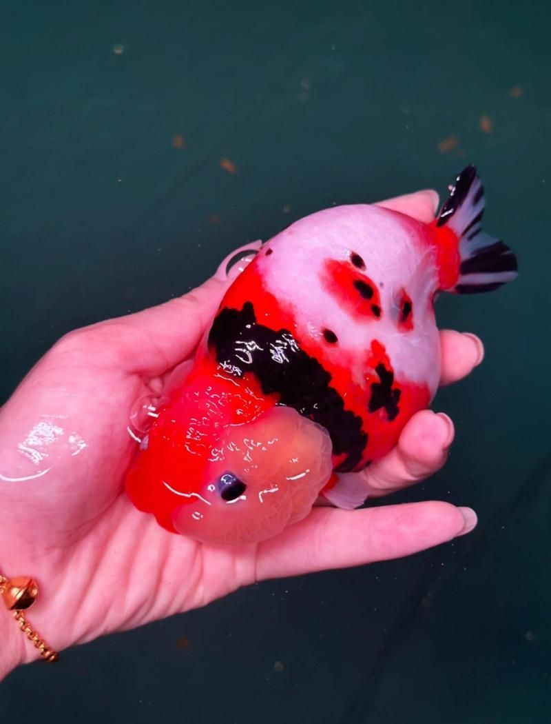 如何判斷魚缸水質問題類型，判斷魚缸水質問題不能只靠“水清=好水”的簡單邏輯 如何判斷魚缸水質問題類型，判斷魚缸水質問題不能只靠“水清=好水”的簡單邏輯 龍魚百科 第2張