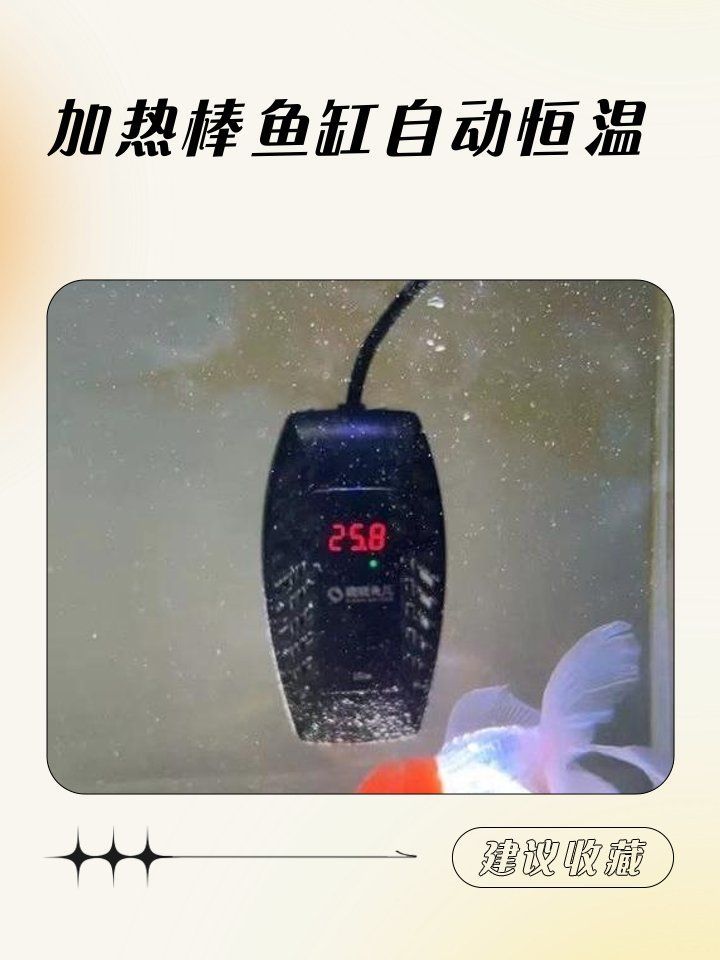如何維持青龍魚水溫穩定，如何維持青龍魚的水溫穩定 如何維持青龍魚水溫穩定，如何維持青龍魚的水溫穩定 龍魚百科 第7張