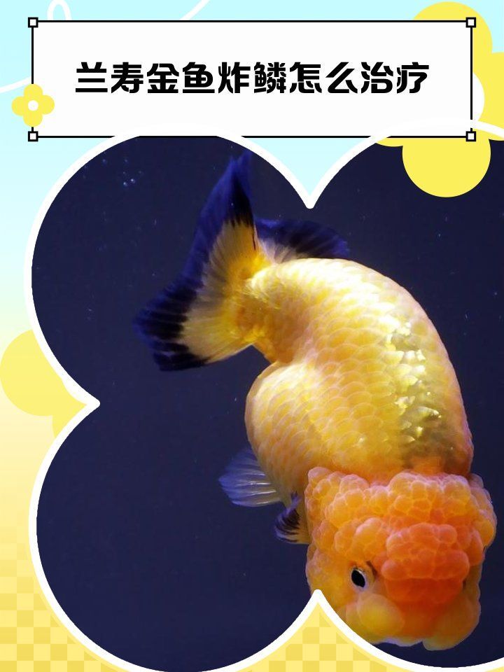 金魚炸鱗病能徹底治愈嗎，蘭壽金魚炸鱗病家庭治療清單金魚炸鱗病家庭治療清單