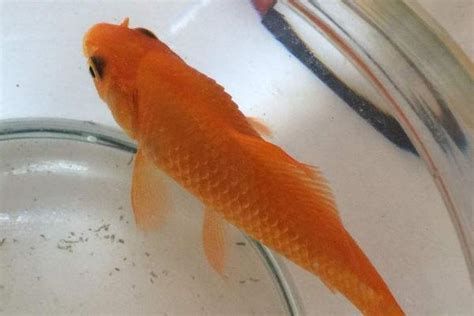 金魚身體腫脹,鱗片豎起來，金魚肚子脹大且鱗片豎起
