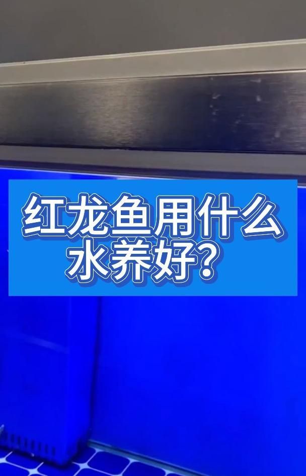 紅龍趴缸的環(huán)境要求，紅龍趴缸的基本要求