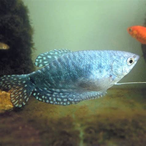 有哪些適合龍魚吃的小魚？，適合龍魚食用的小魚有哪些 有哪些適合龍魚吃的小魚？，適合龍魚食用的小魚有哪些 龍魚百科 第4張