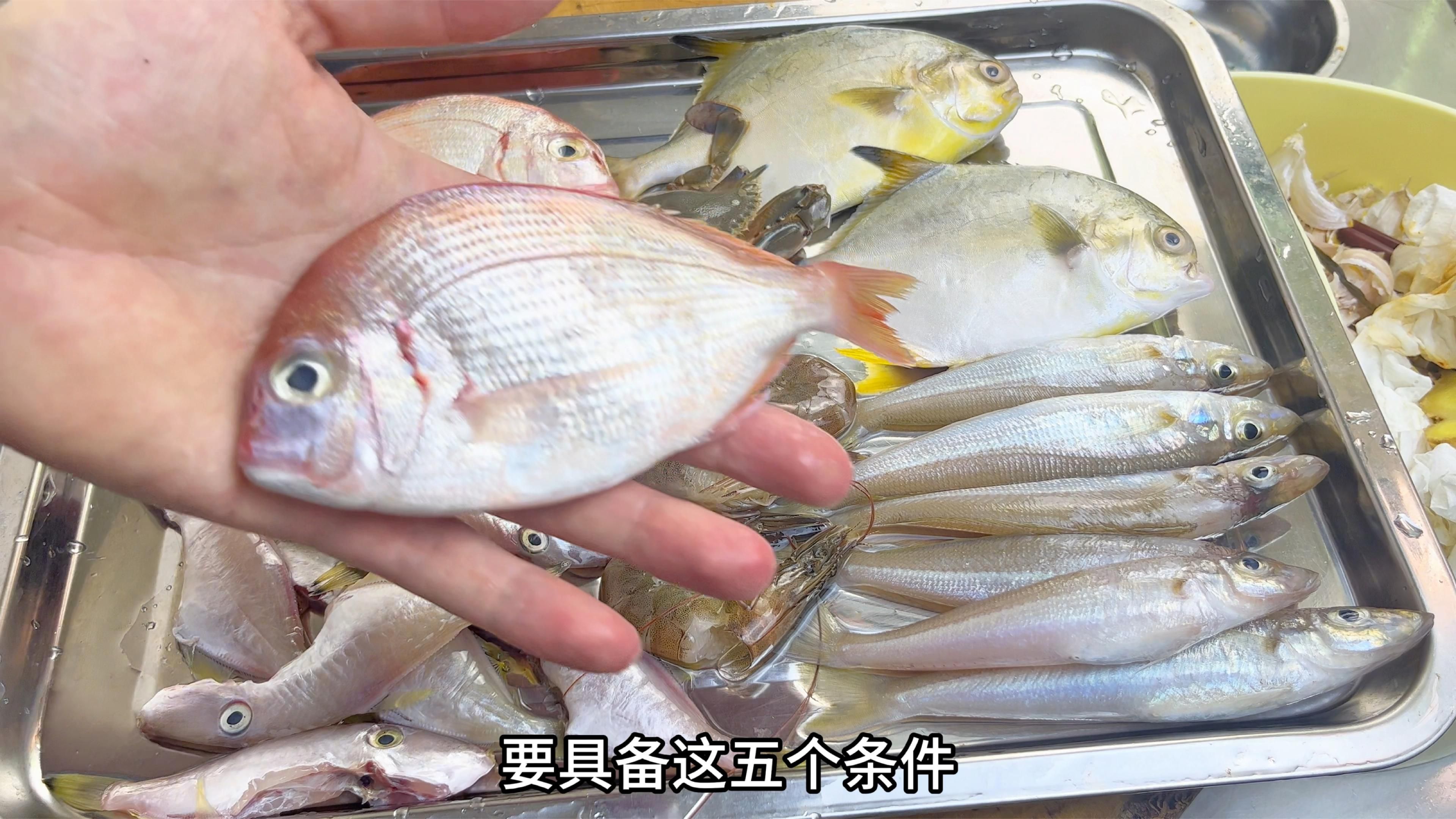 如何判斷一條魚是否值錢，一條魚是否值錢，需要綜合考慮多個因素，綜合考慮多個因素