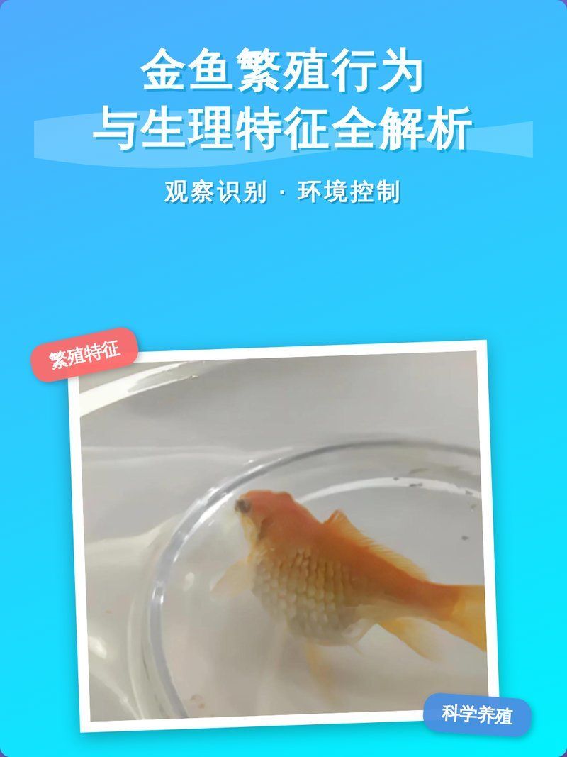 如何判斷母魚是否處于繁殖期，如何判斷魚是否處于繁殖期