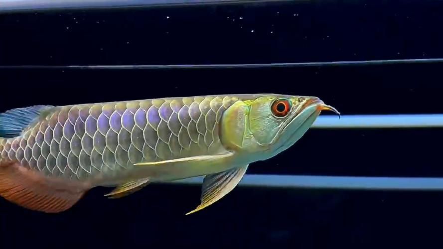 如何鑒別真假頂級(jí)龍魚，如何鑒別頂級(jí)龍魚