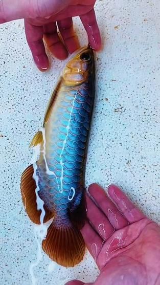 如何鑒別真假頂級(jí)龍魚，如何鑒別頂級(jí)龍魚