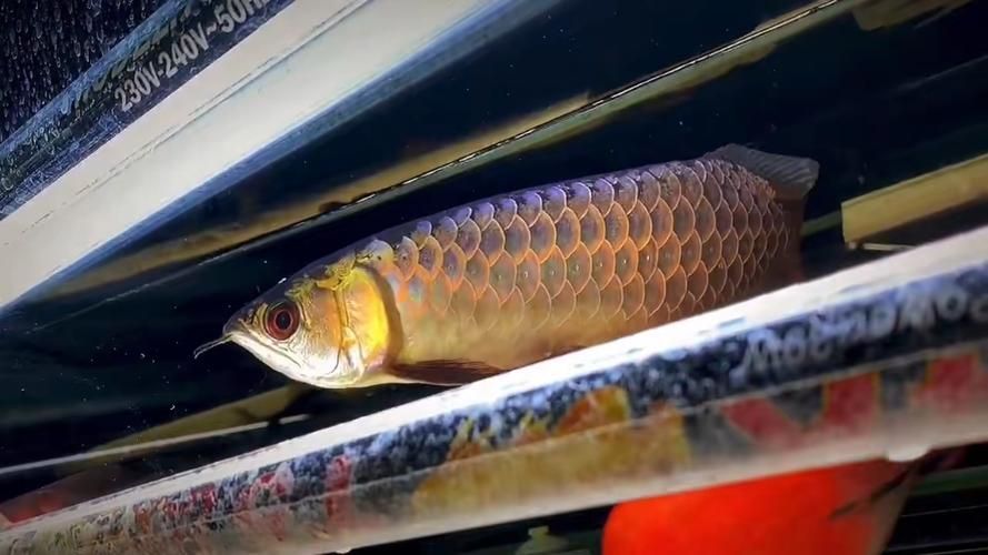 如何鑒別真假頂級龍魚，如何鑒別頂級龍魚