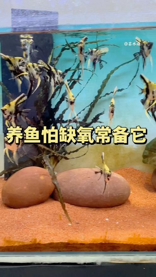 如何判斷神仙魚是否缺氧，如何判斷神仙魚缺氧