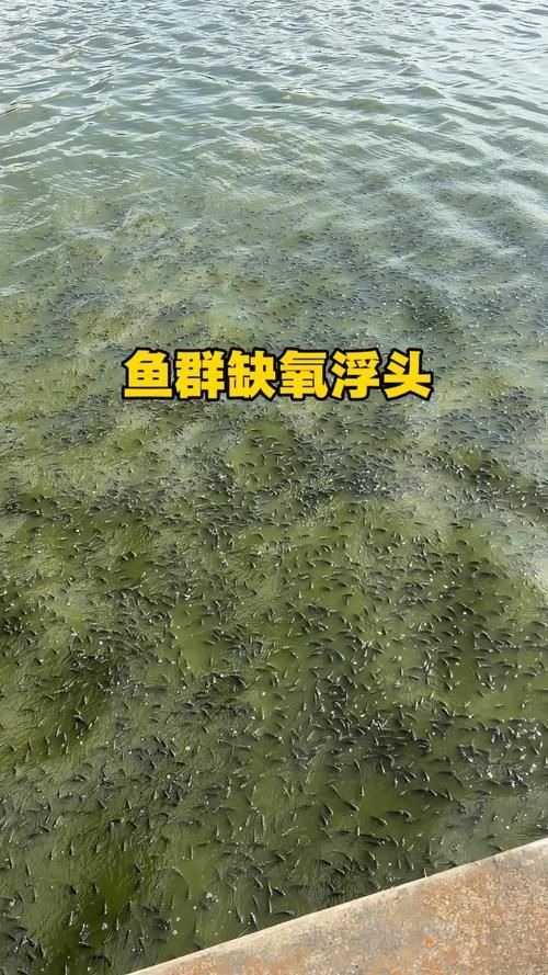 如何判斷神仙魚是否缺氧，如何判斷神仙魚缺氧