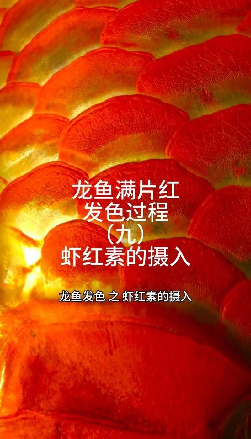 哪些食物適合龍魚發色，龍魚發色的自然變色機制