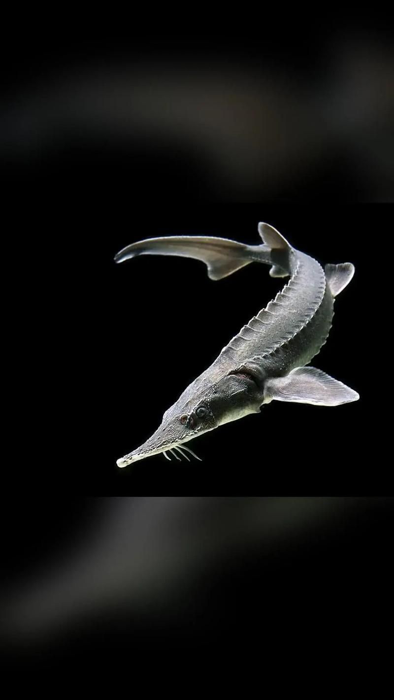 給我一些鱘龍魚觀賞品種的圖片，鱘龍魚的種類及種類