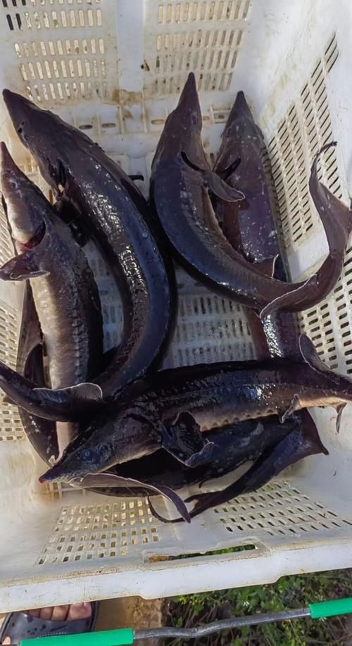 給我一些鱘龍魚觀賞品種的圖片，鱘龍魚的種類及種類