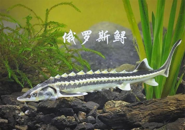 給我一些鱘龍魚觀賞品種的圖片，鱘龍魚的種類及種類