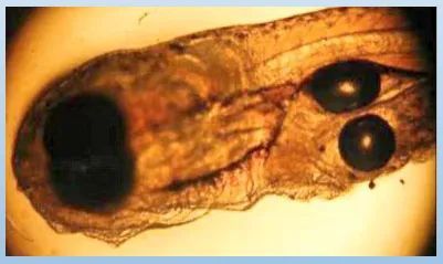 龍魚魚鰓起泡會死亡嗎？，龍魚魚鰓起泡是怎么回事？