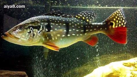 帝王三間魚，帝王三間魚是什么魚 帝王三間魚，帝王三間魚是什么魚 龍魚百科 第2張