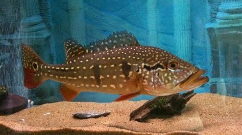 帝王三間魚，帝王三間魚是什么魚