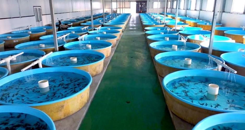 還有哪些地方是涉縣龍魚的正宗產地？，河北涉縣鱘魚養殖的正宗產地與核心區域