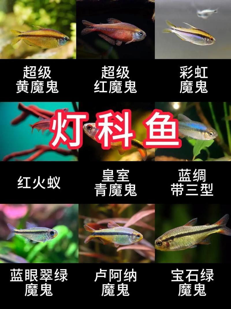 如何科學(xué)飼養(yǎng)銀龍魚，如何判斷銀龍魚是否健康，科學(xué)飼養(yǎng)銀龍魚需要哪些設(shè)備