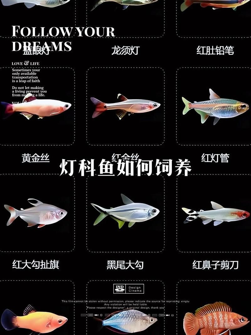 如何科學(xué)飼養(yǎng)銀龍魚，如何判斷銀龍魚是否健康，科學(xué)飼養(yǎng)銀龍魚需要哪些設(shè)備
