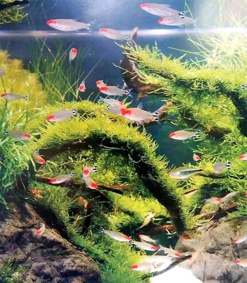 如何科學(xué)飼養(yǎng)銀龍魚，如何判斷銀龍魚是否健康，科學(xué)飼養(yǎng)銀龍魚需要哪些設(shè)備