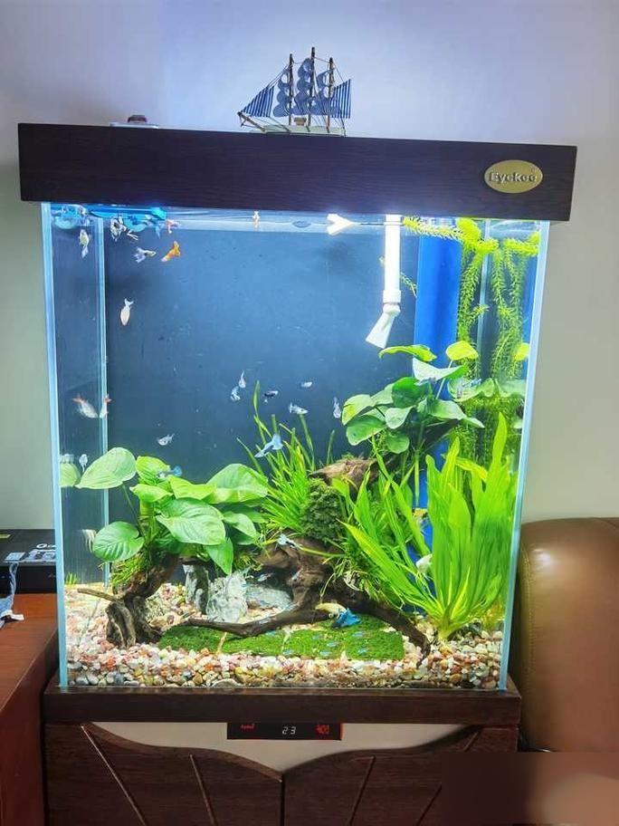 如何科學(xué)飼養(yǎng)銀龍魚，如何判斷銀龍魚是否健康，科學(xué)飼養(yǎng)銀龍魚需要哪些設(shè)備