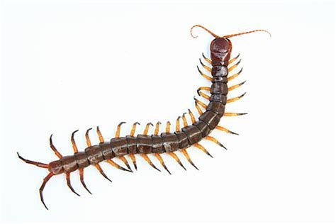 龍魚喂蜈蚣有哪些注意事項(xiàng)？，關(guān)于龍魚喂食蜈蚣的詳細(xì)注意事項(xiàng)