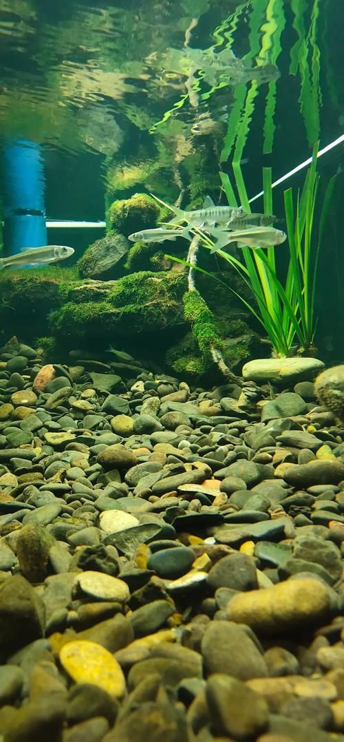 如何科學(xué)養(yǎng)護(hù)龍魚，避免死亡？，科學(xué)養(yǎng)護(hù)龍魚養(yǎng)護(hù)指南需求詳解1000字說明和配圖