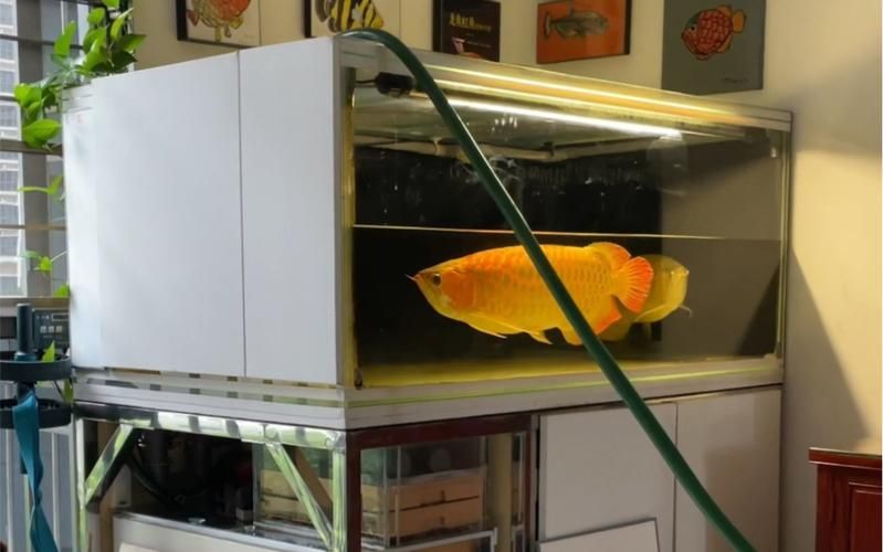 如何科學養護龍魚，避免死亡？，科學養護龍魚養護指南需求詳解1000字說明和配圖